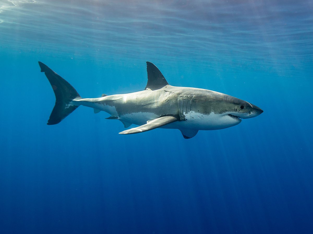 Большая белая акула в Австралии