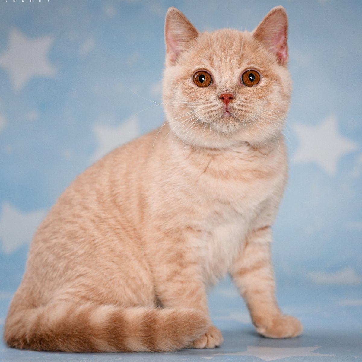 Кремовый британец