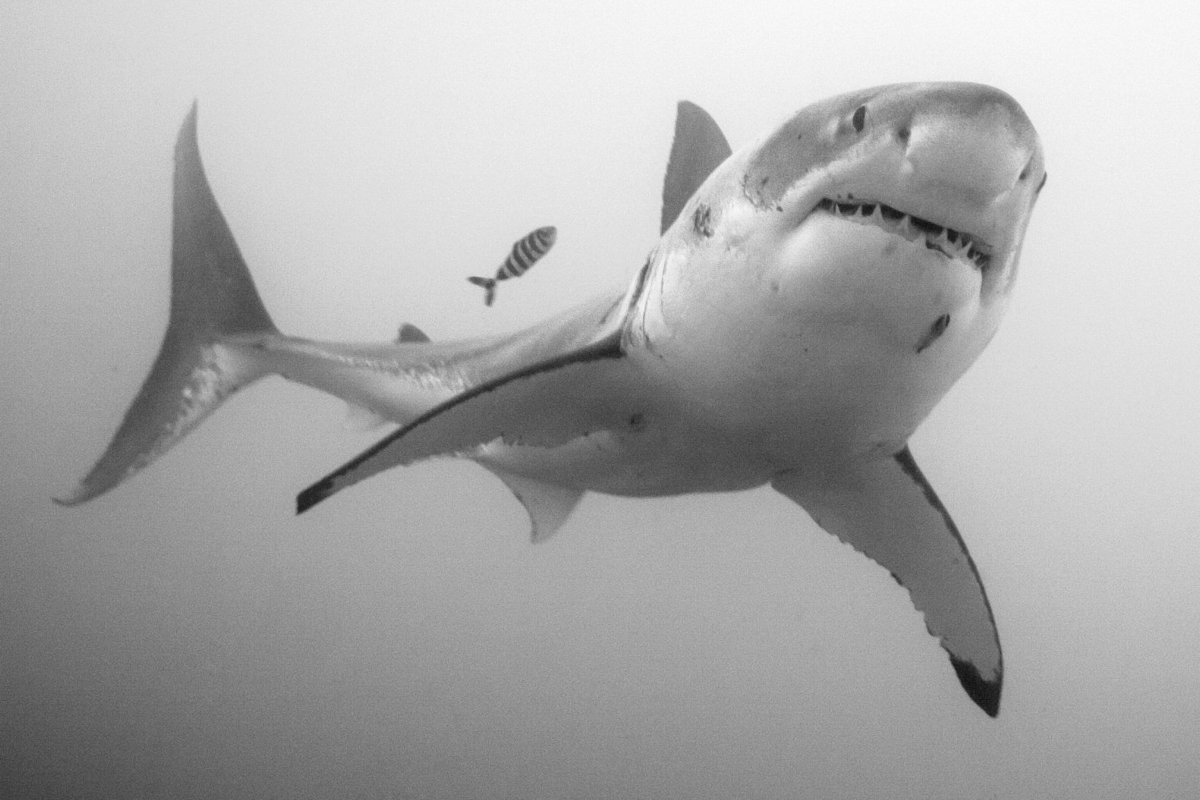 Диорама большая белая акула