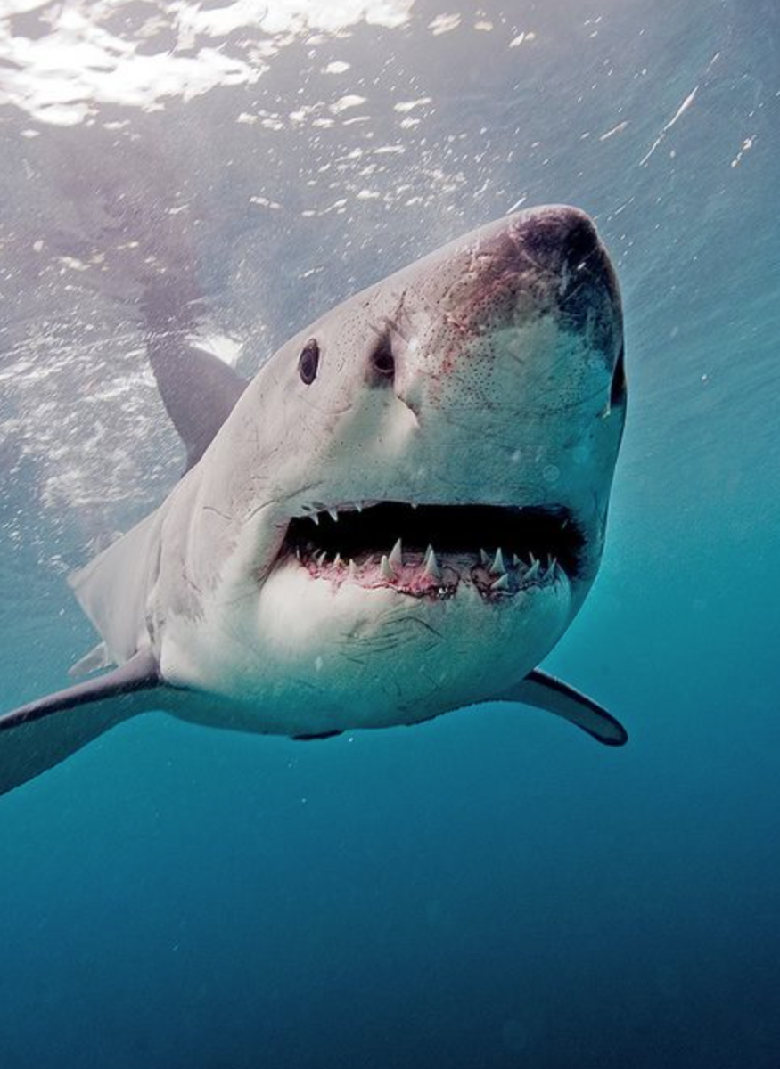 Катран сельдевая акула