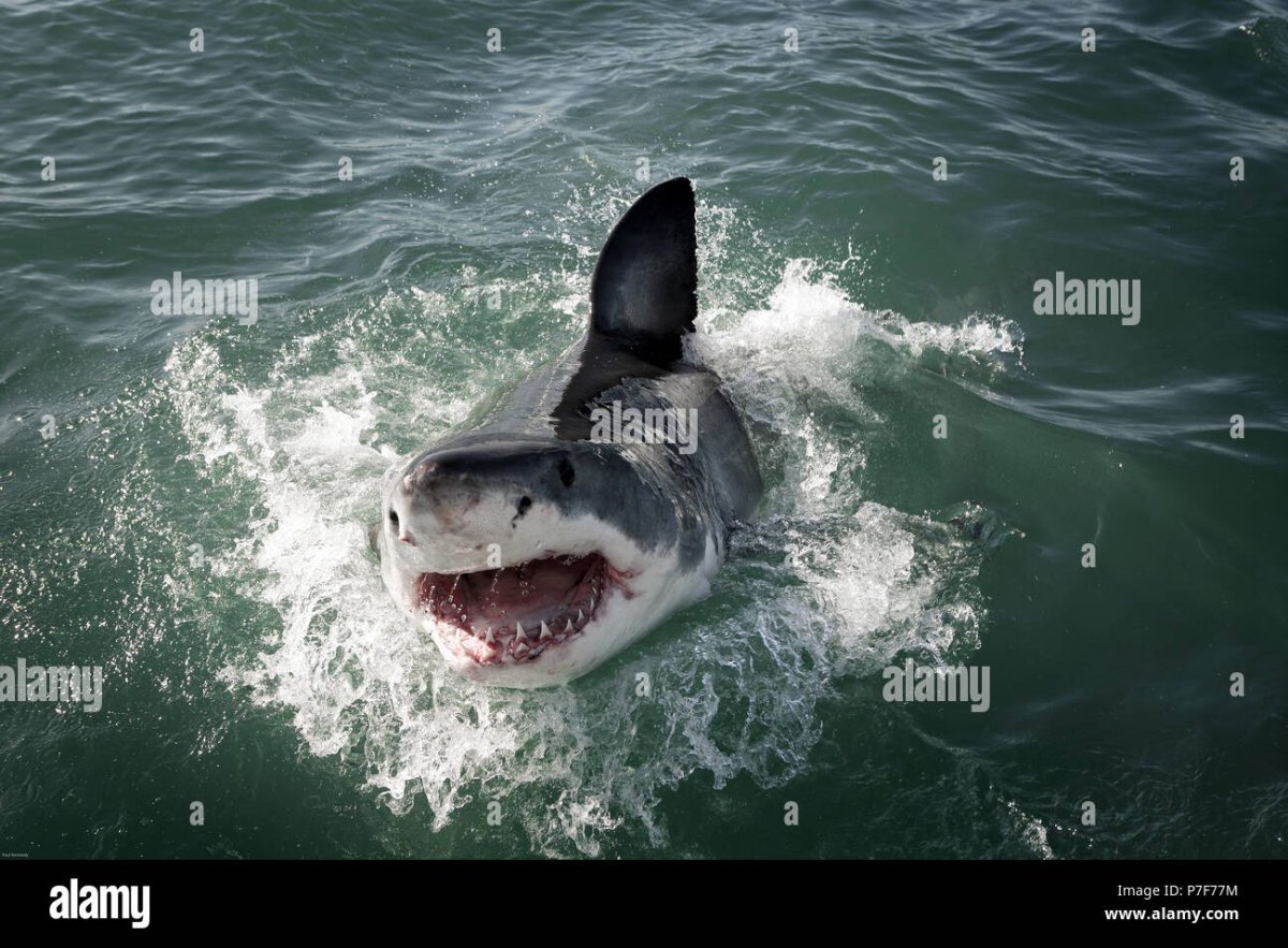 Белая акула