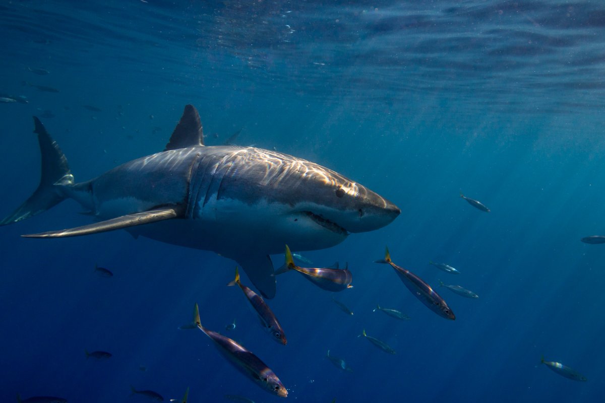 Речная акула