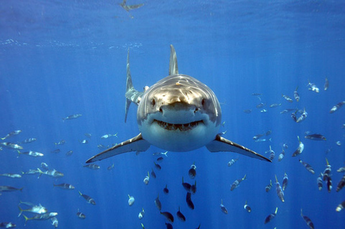 Белая акула