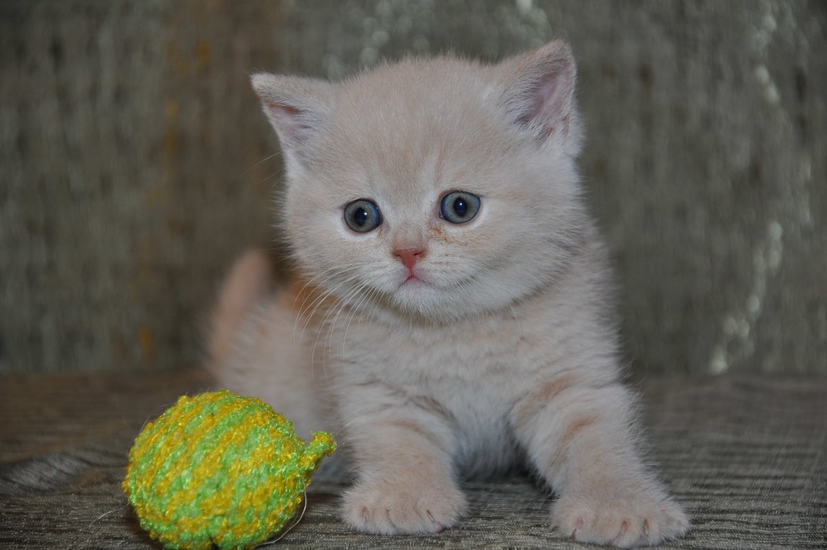 Британские котята персиковые 1 месяц