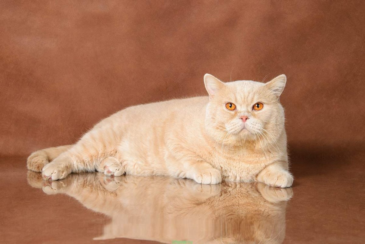 Рыжий кремовый британец