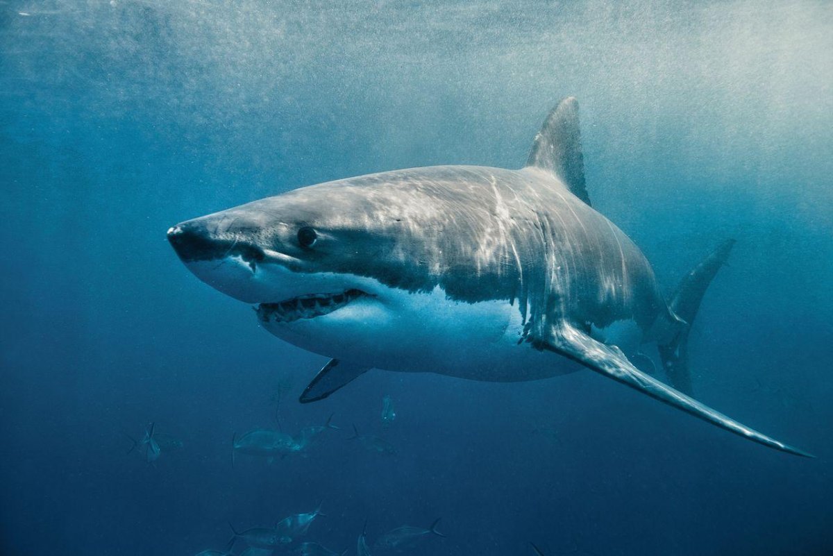 Акула Шарк