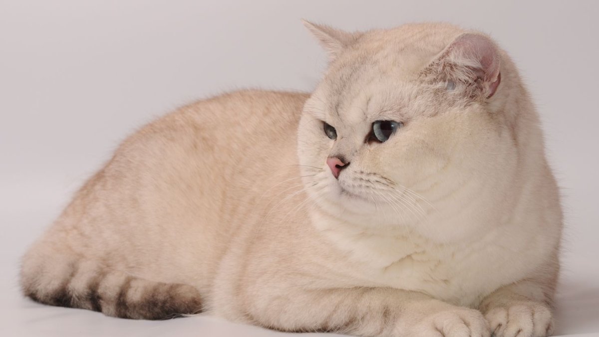 Британская Сибирская шиншилла