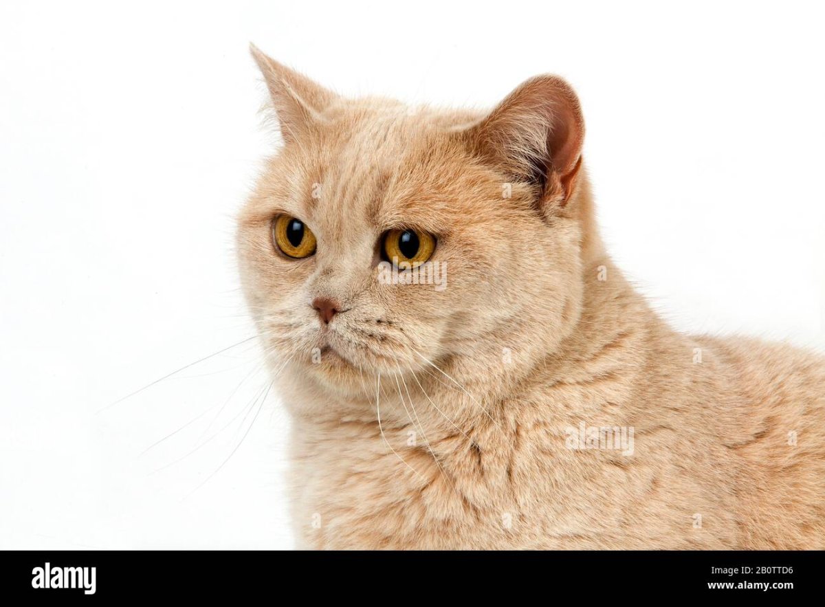 Британский кот персиковый