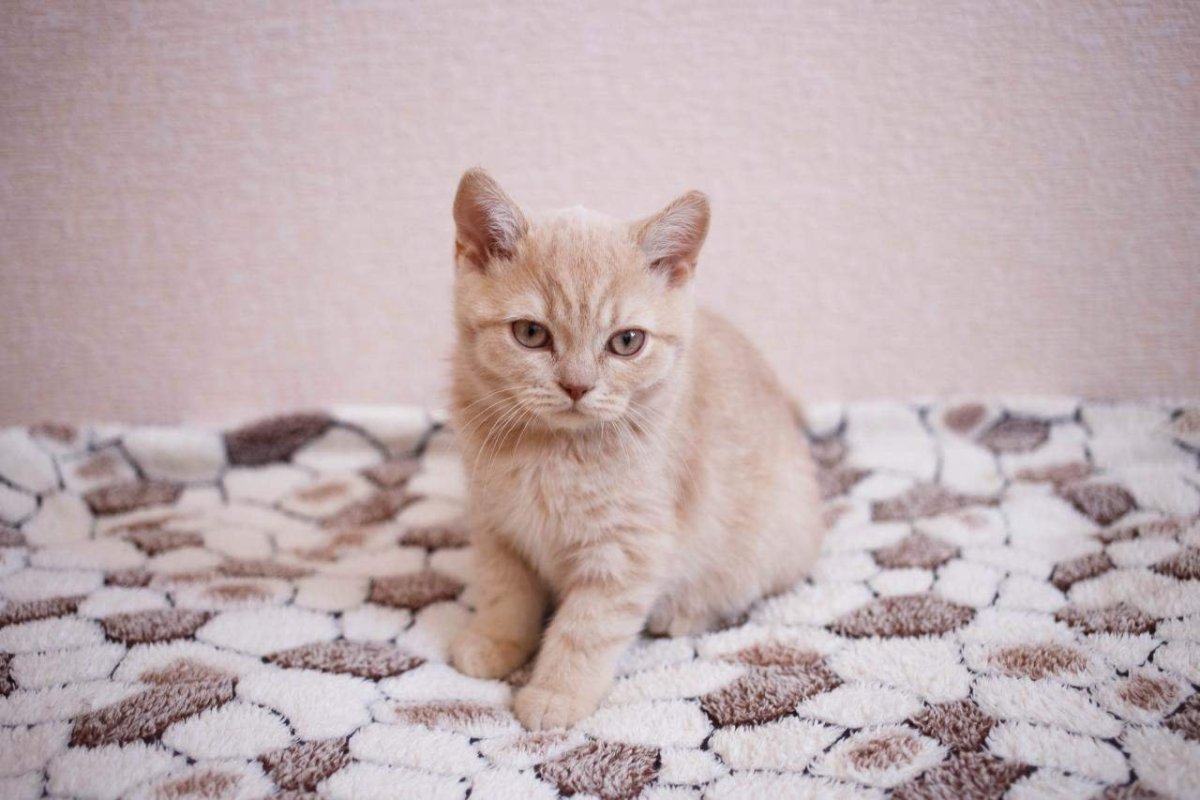 Покажи кремовых котят