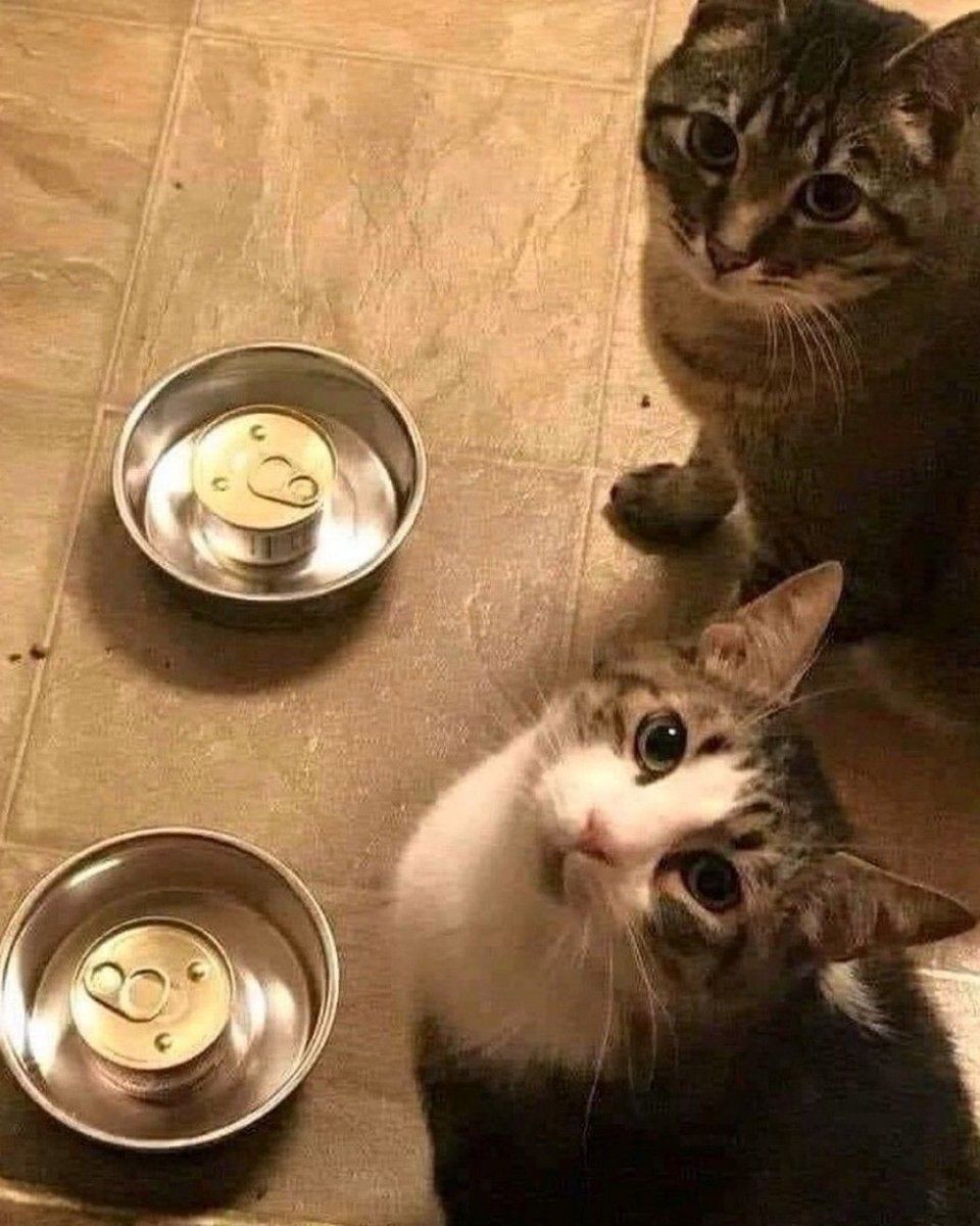 Кот около миски