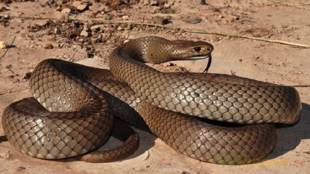 Змея торсиопелла