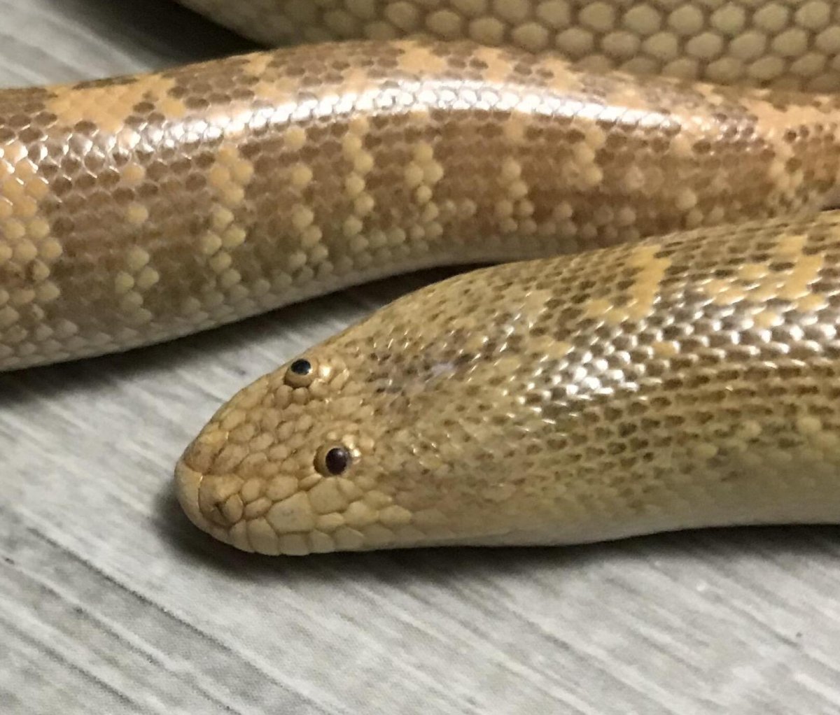 Змея песчаный удавчик