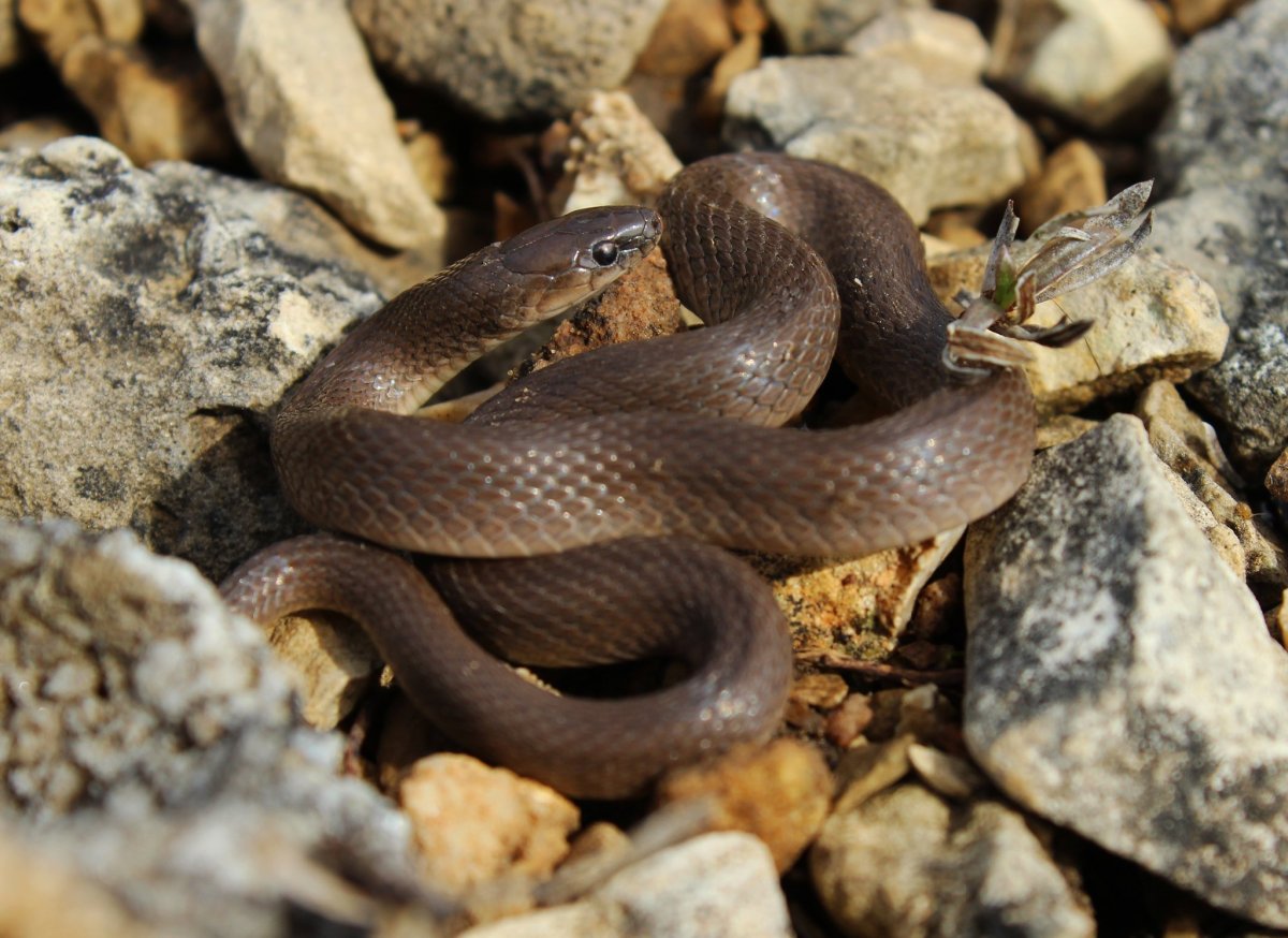 Змея медянка Крымская