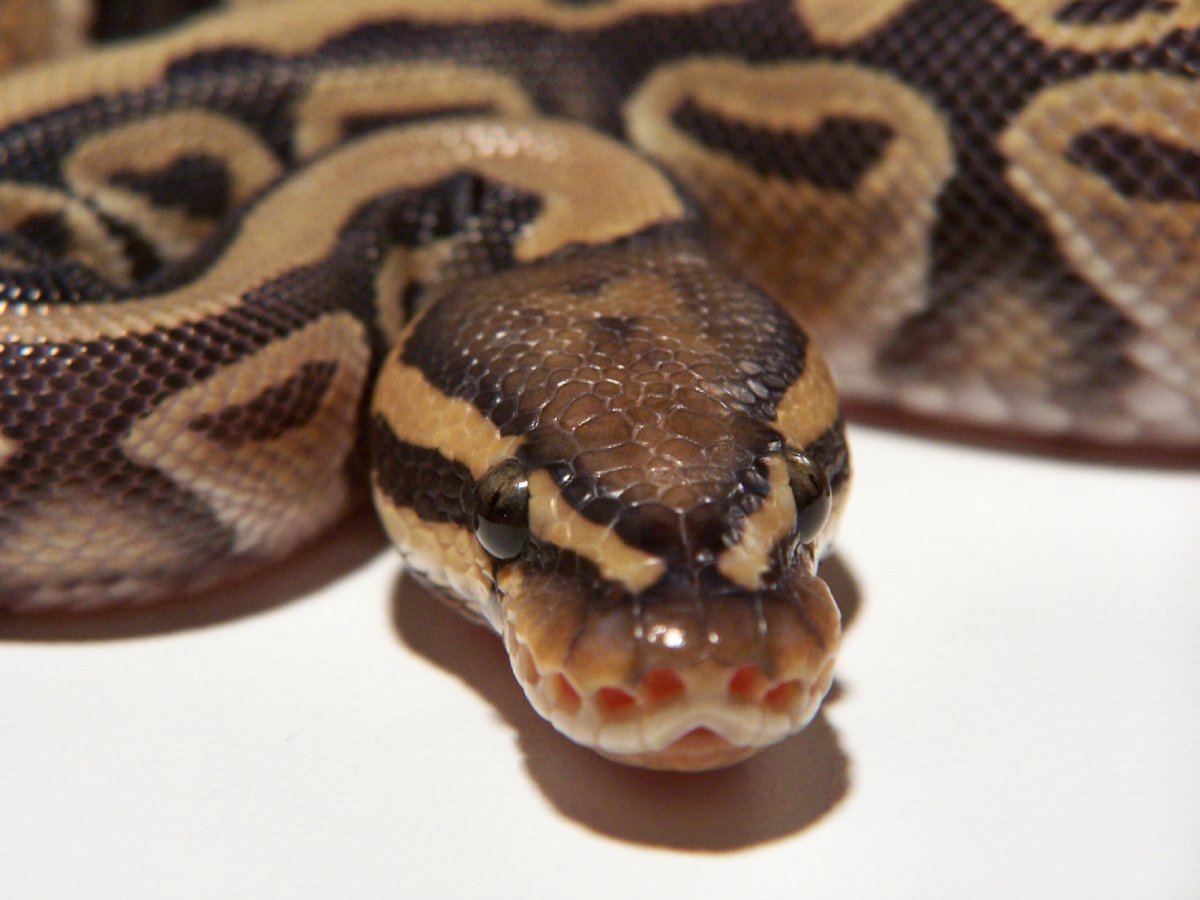 Африканский Королевский питон