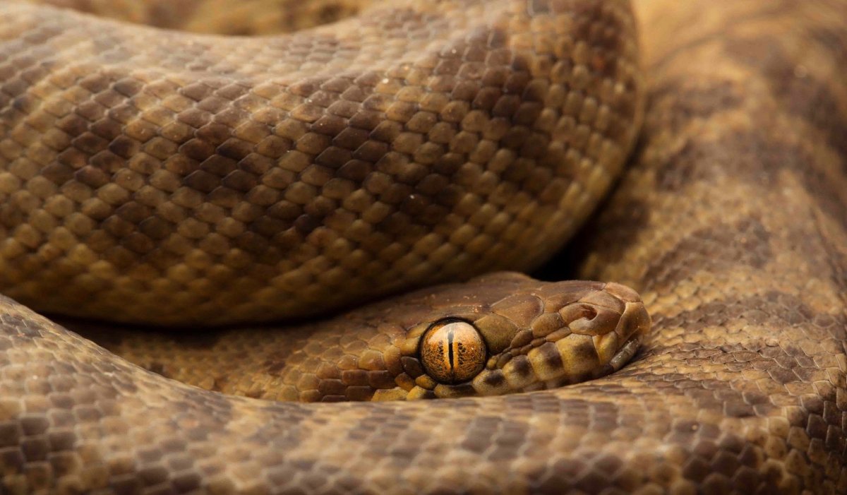 Змея красивая коричневая