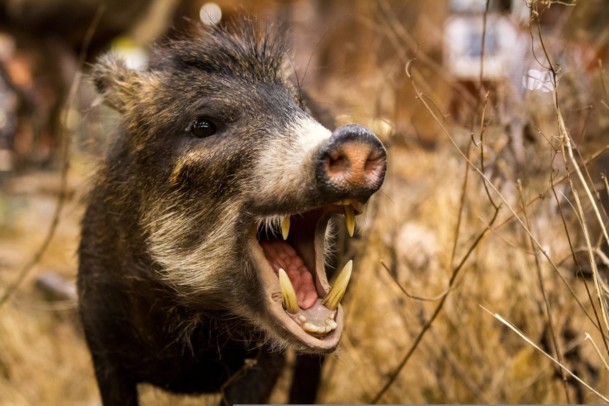 Логотип накаченного кабана