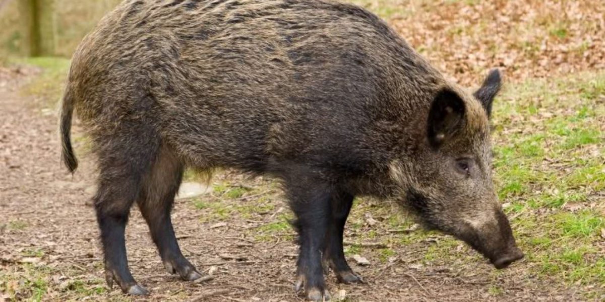 Кабан минипиг