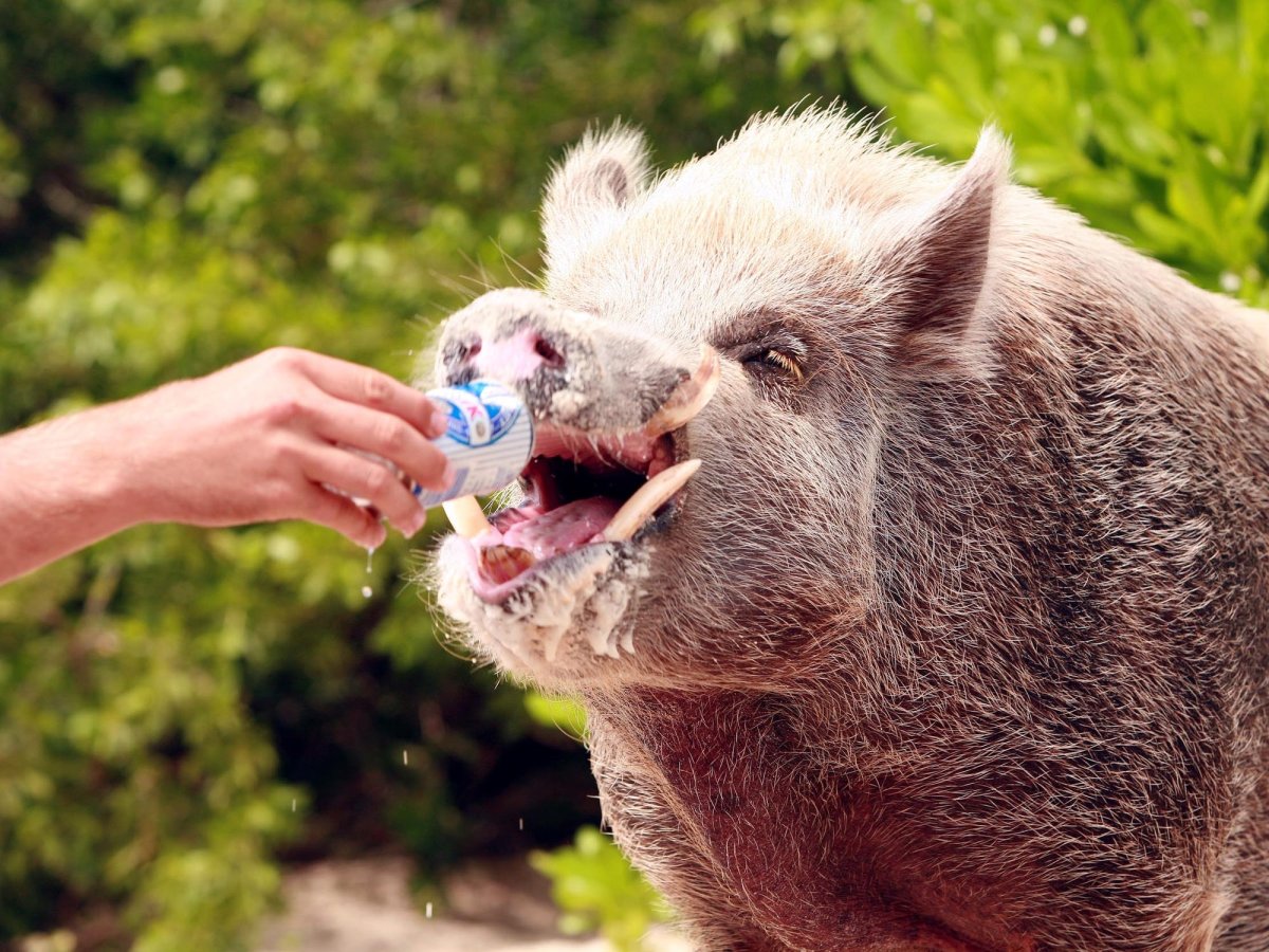 Смешные кабанчики