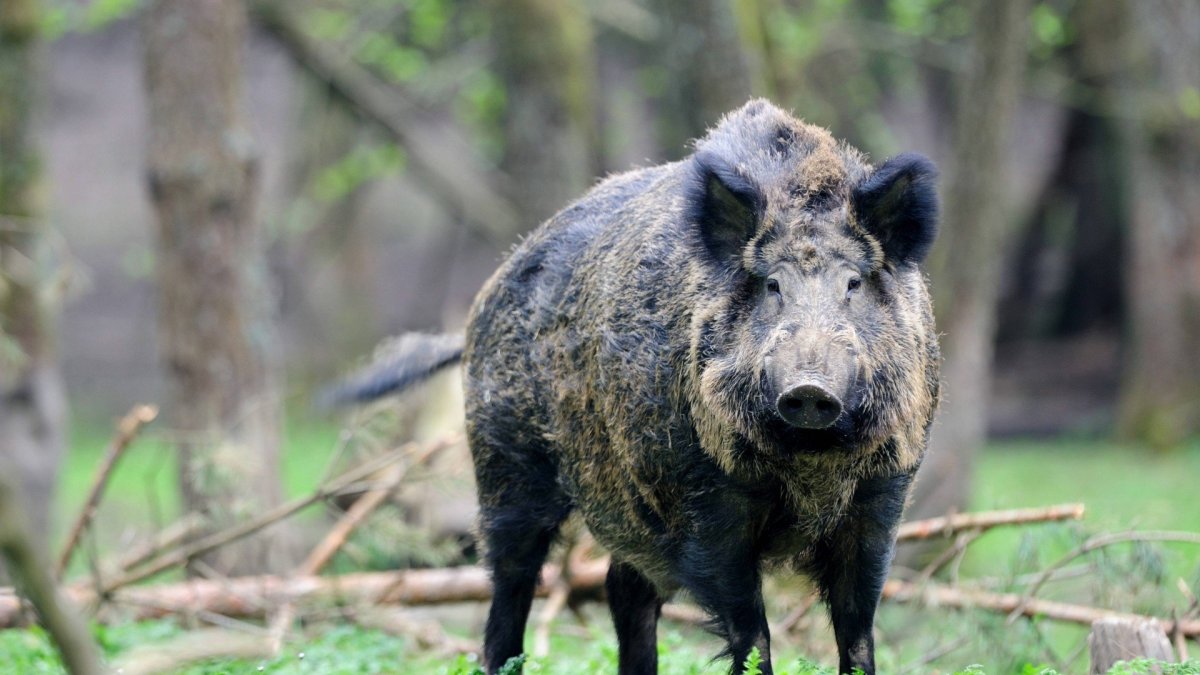 Кабан карикатура