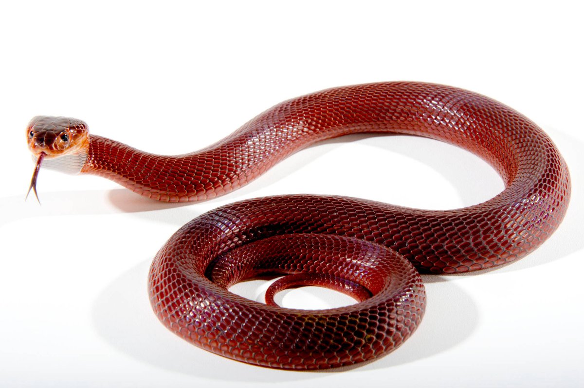 Найя Паллида