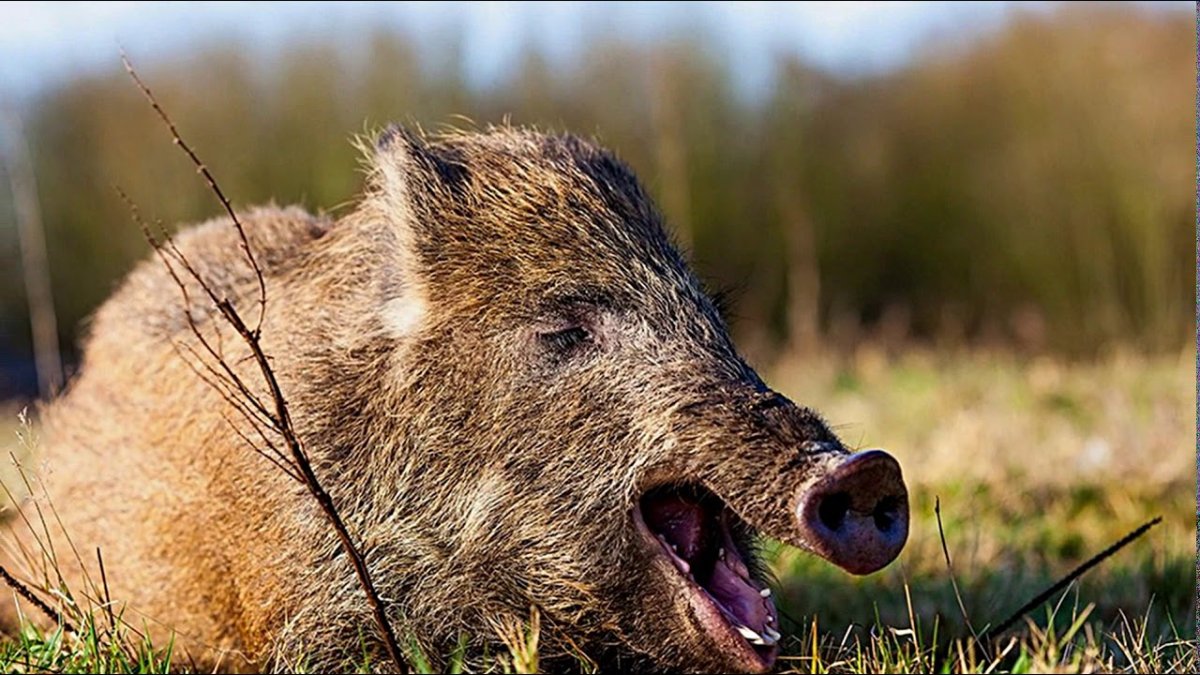 Кабан в природе открытая пасть