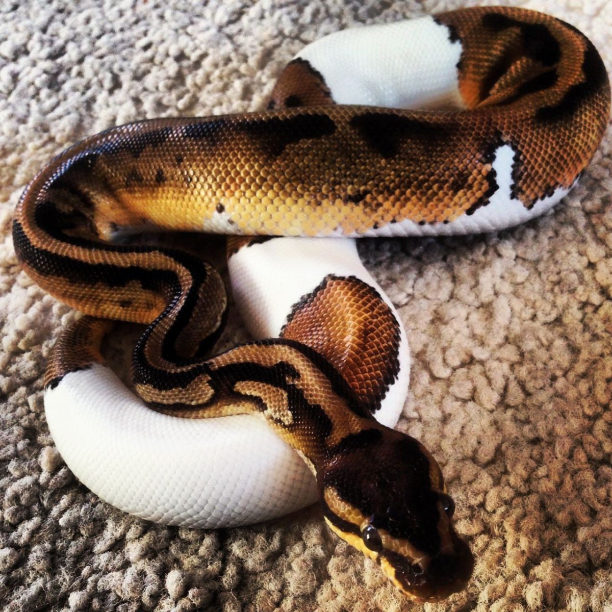 Змея светло коричневого цвета