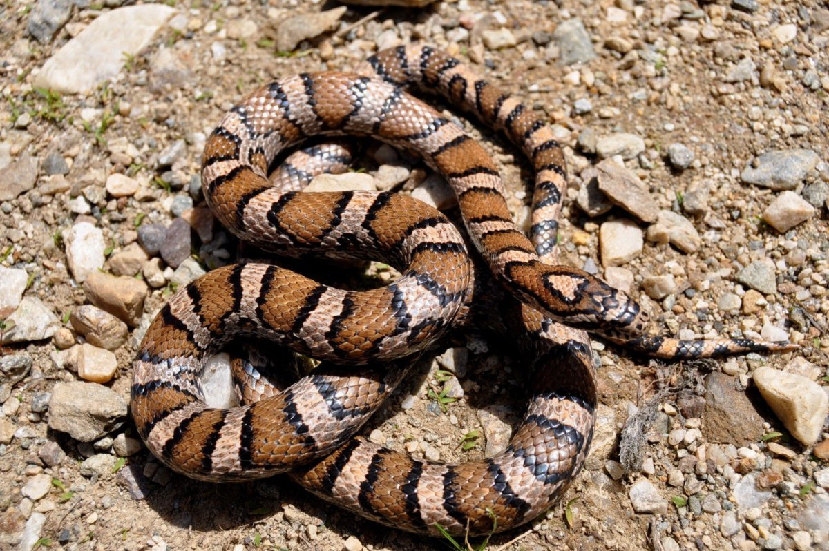 Змея с коричневыми пятнами