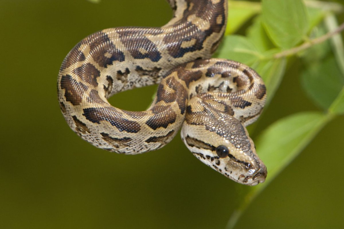 Иероглифовый питон