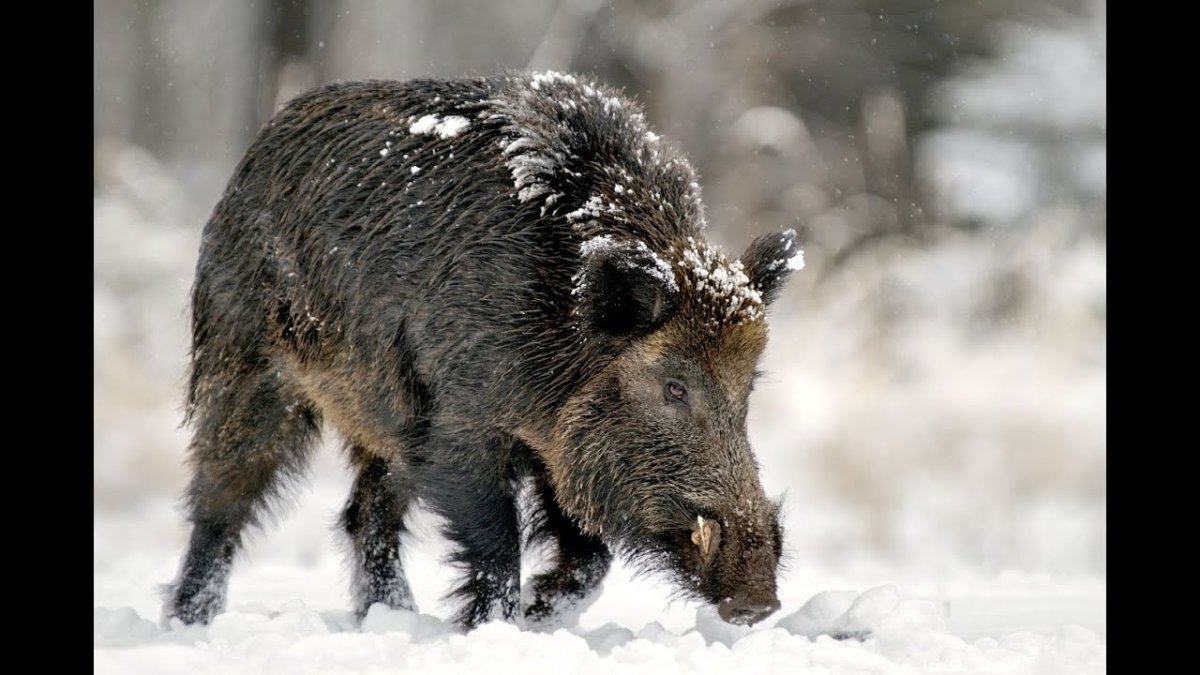 Кабан секач фото