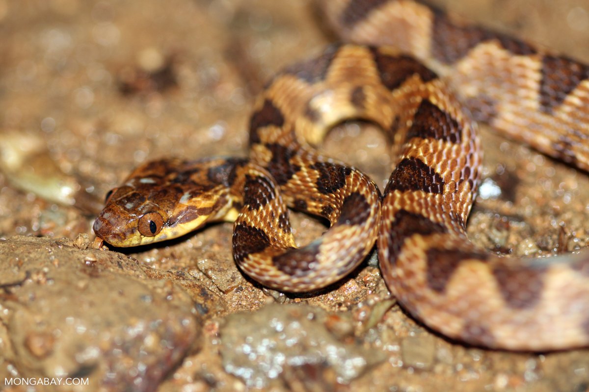 Пятнистые коричневые змеи