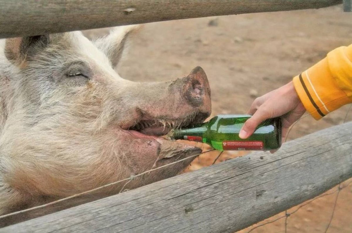 Маленький дикий кабанчик