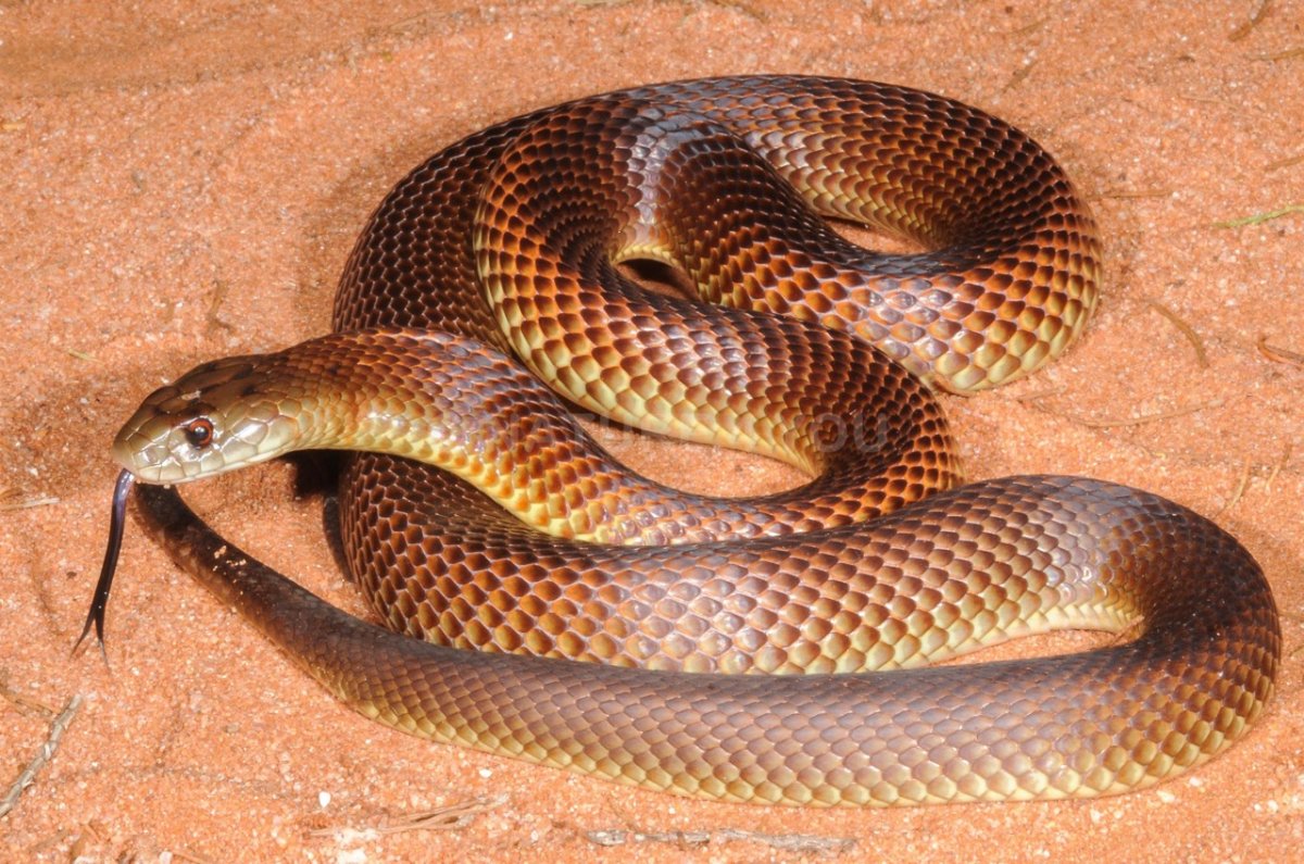 Австралийская мулга