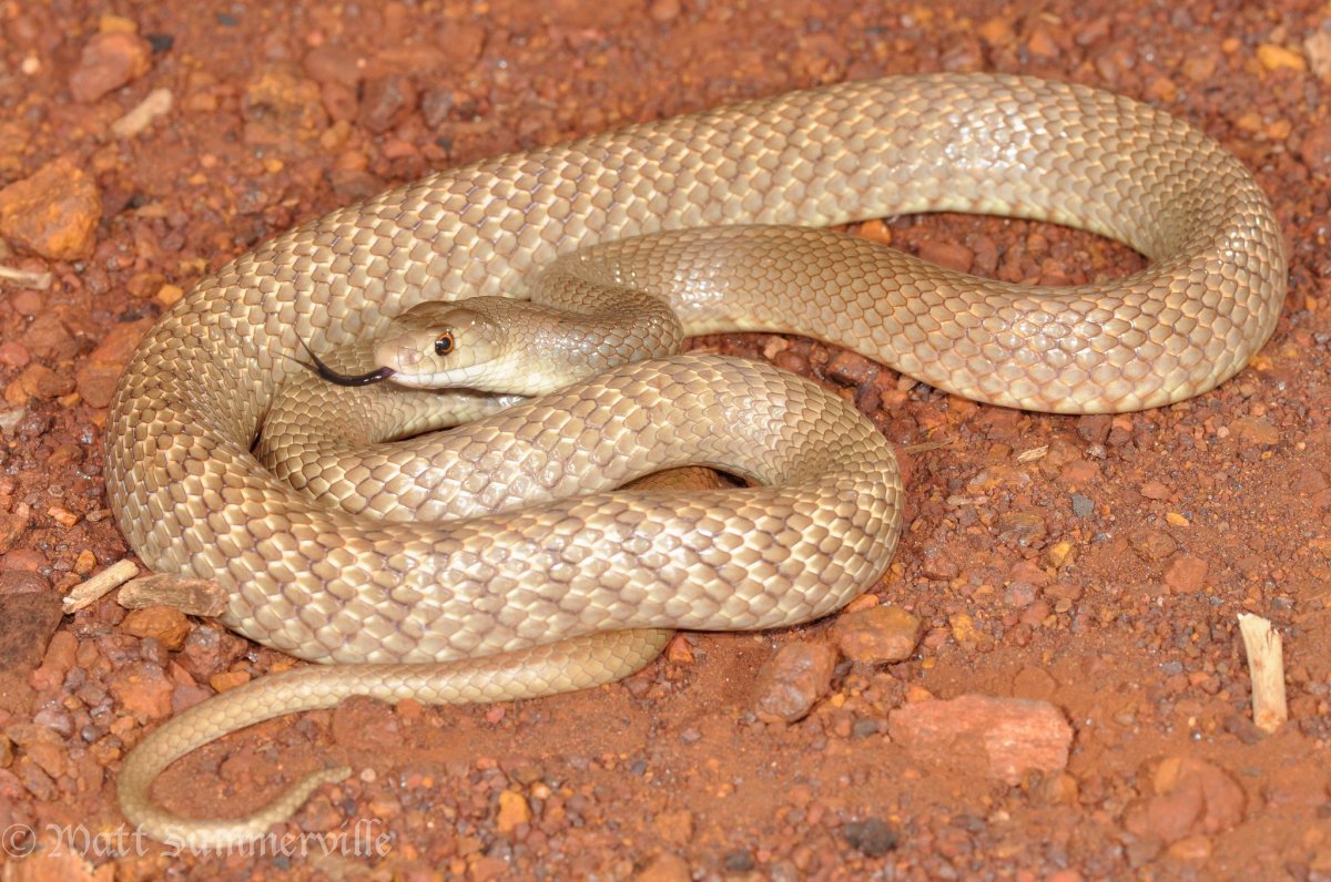 Коричневая змея