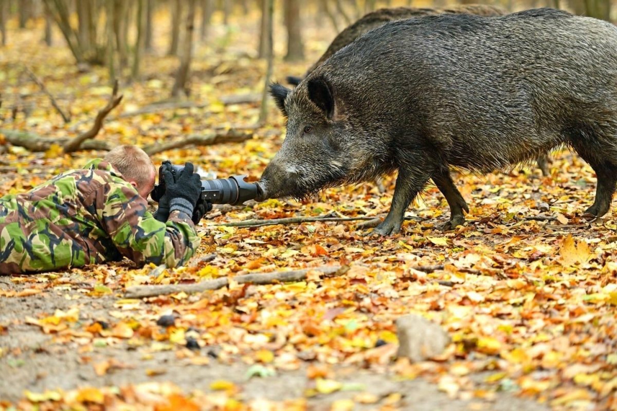 Дикий кабан секач Вепрь