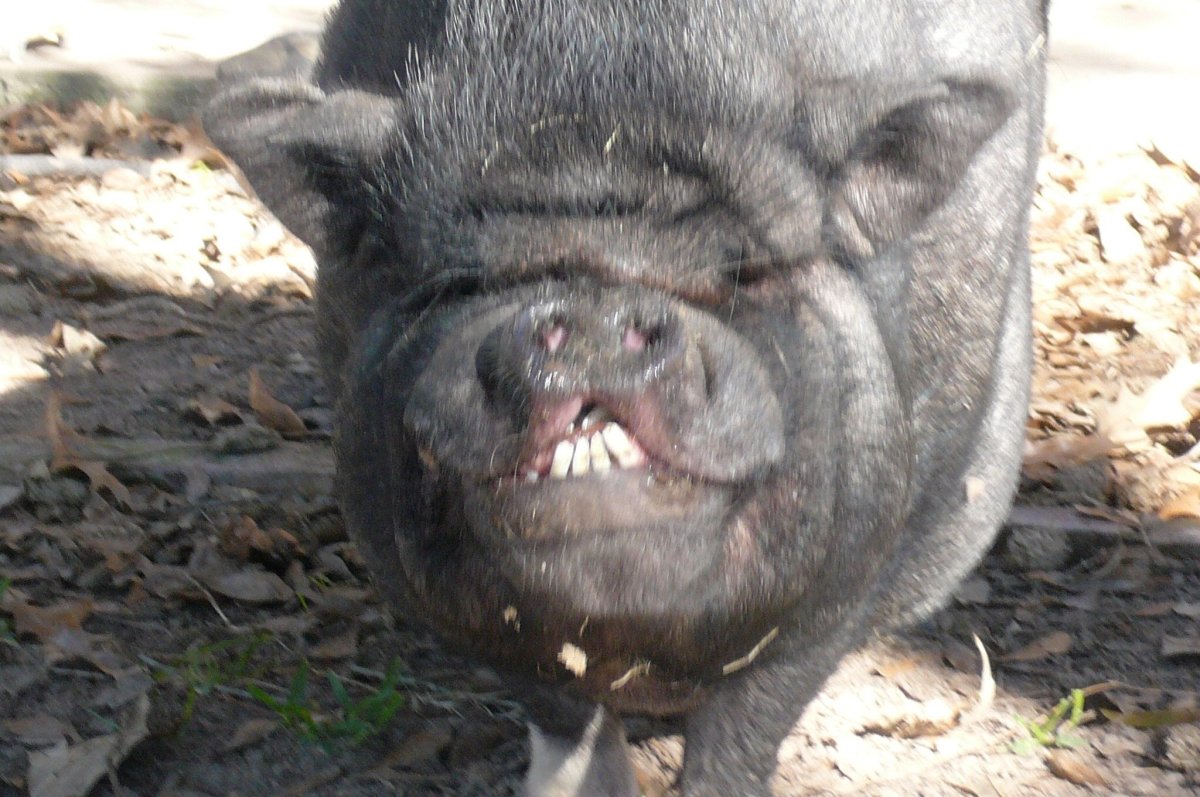 Вепрь кабан