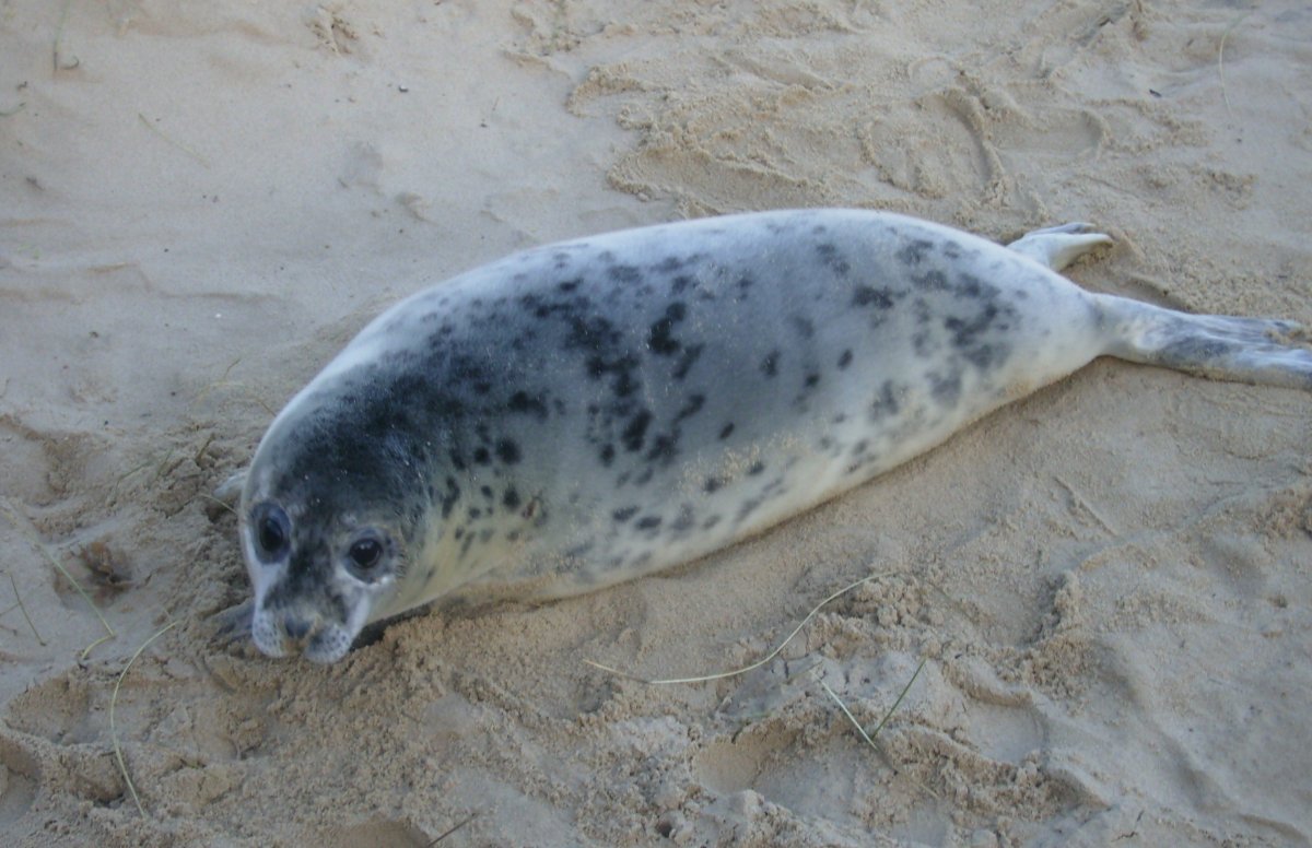 Тюлень машет ластой