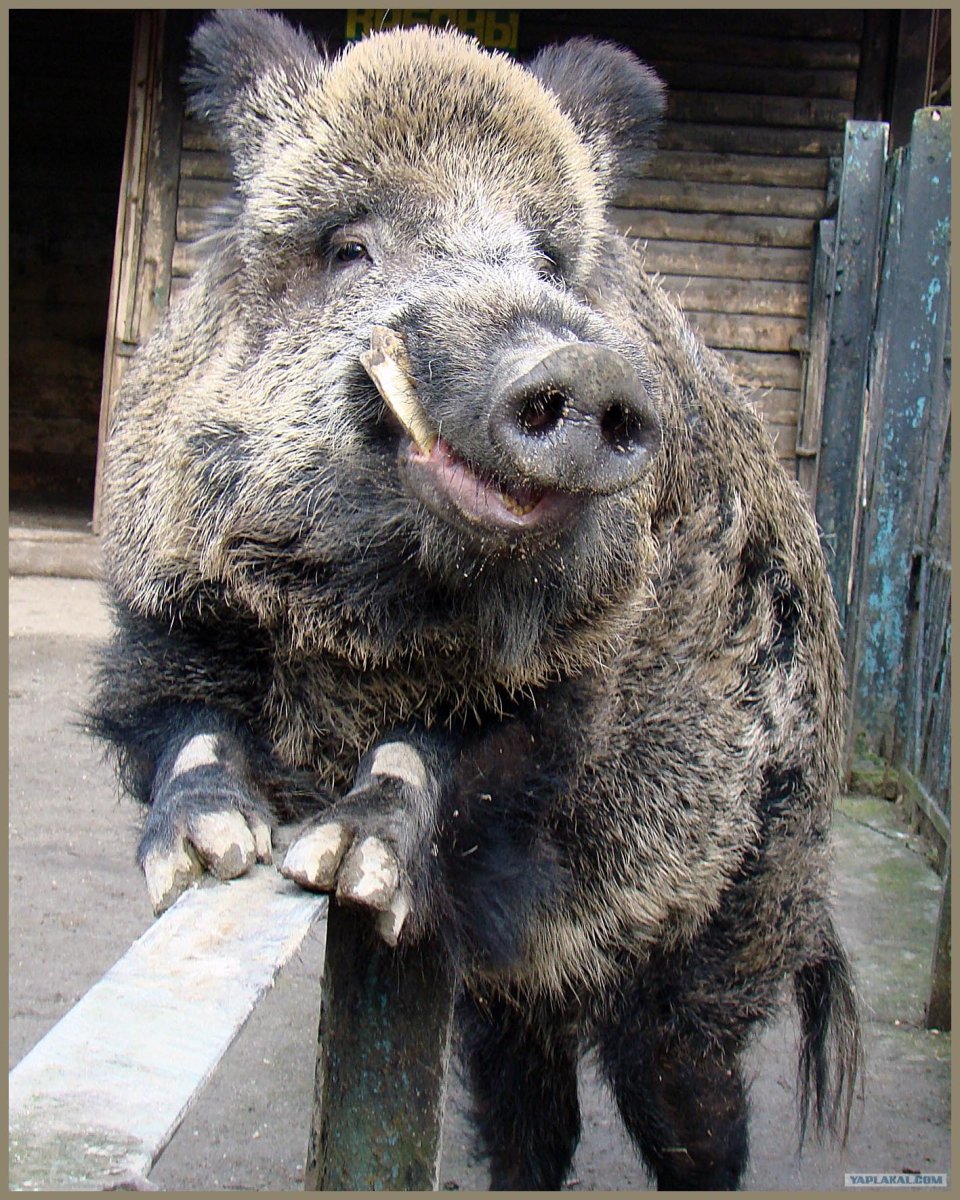 Дикий кабан смешной