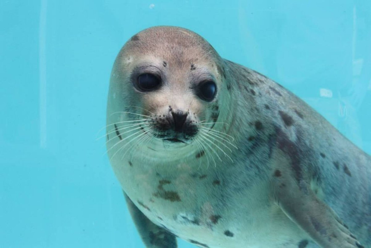 Леопардовый морской котик