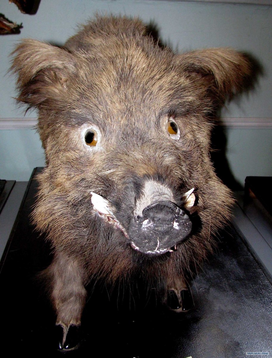 Свинья целует