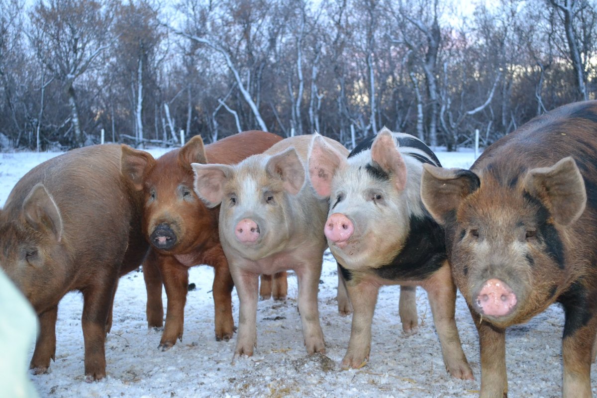 Дикий кабан секач