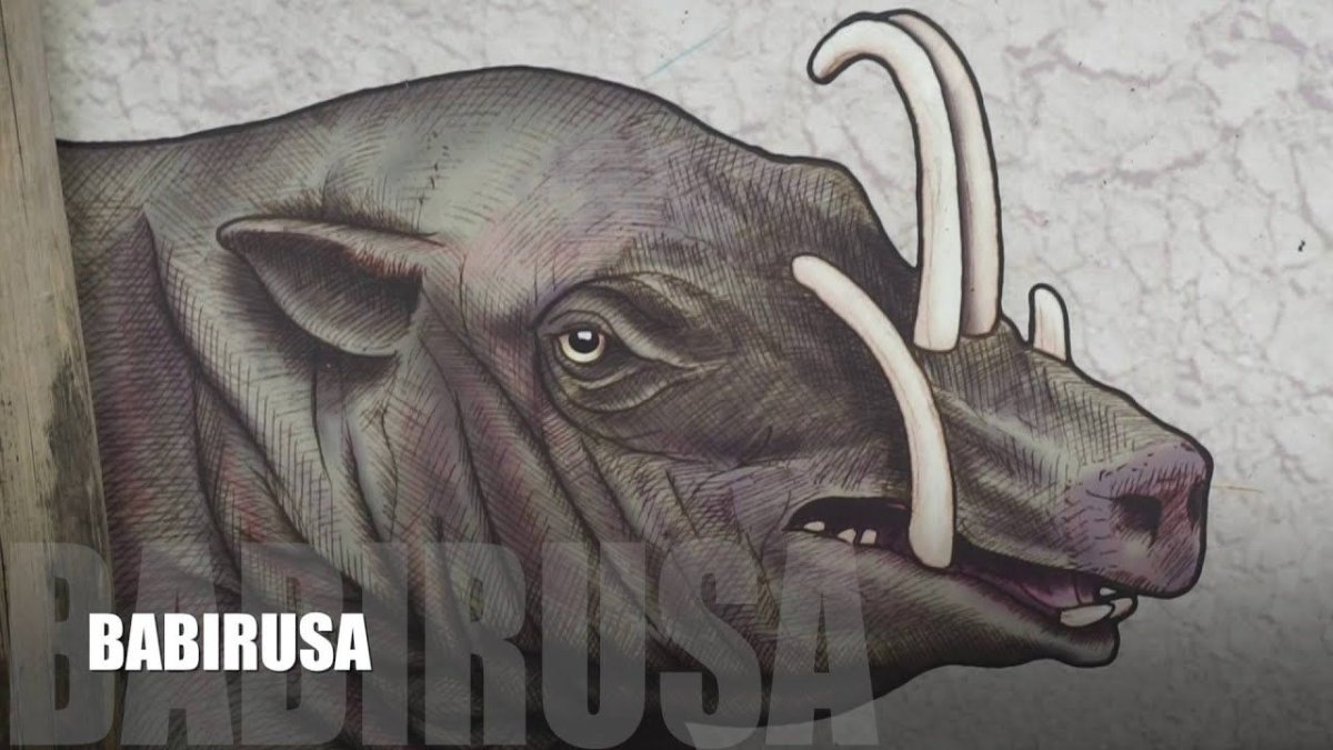 Смешные поросята