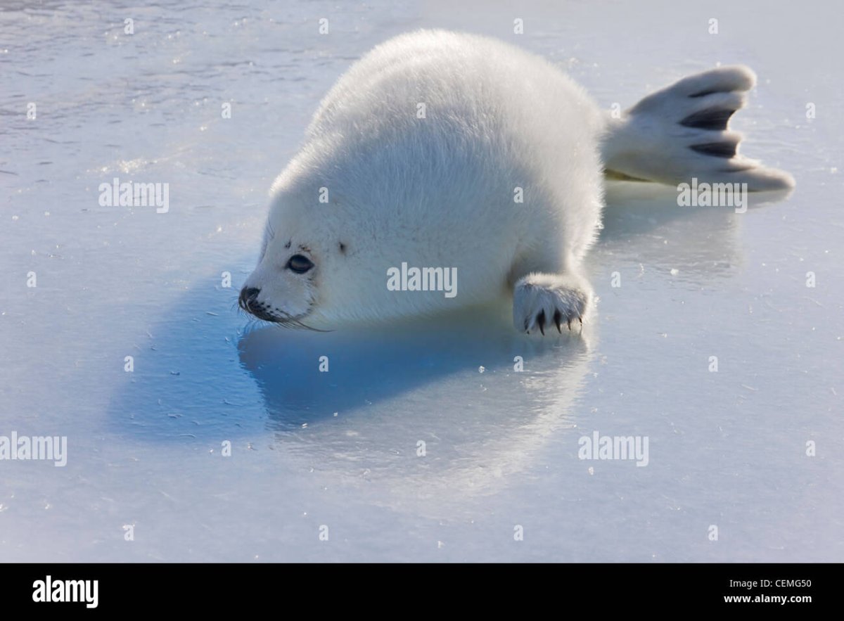 Тюлень монах