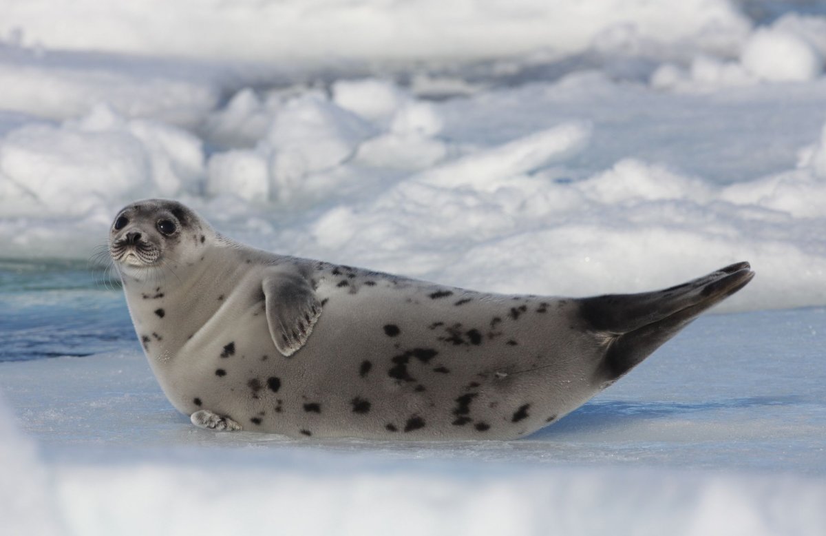 Белек нерпы