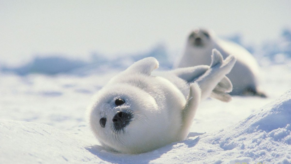 Морской котик белый