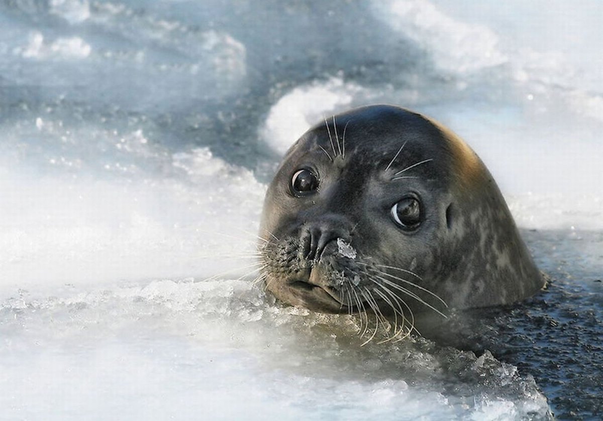 Морской котик