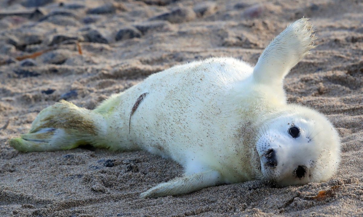 Галапагосский морской Лев