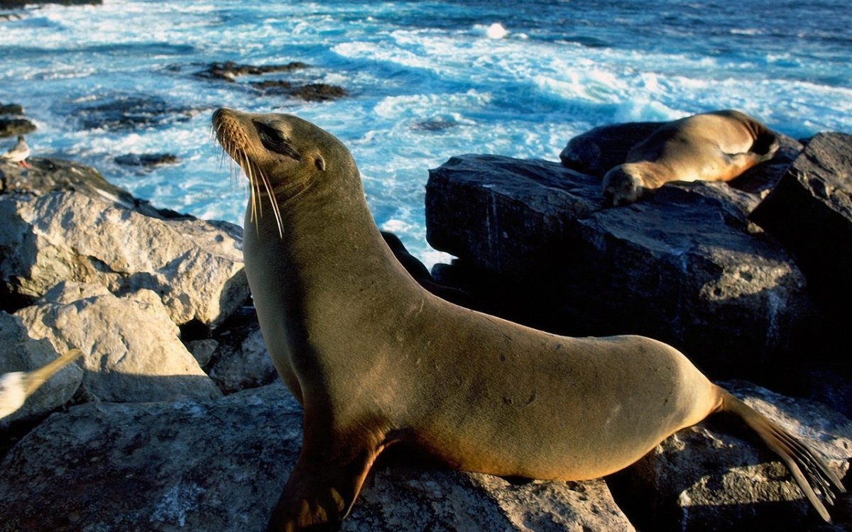 Моржи тюлени морские котики