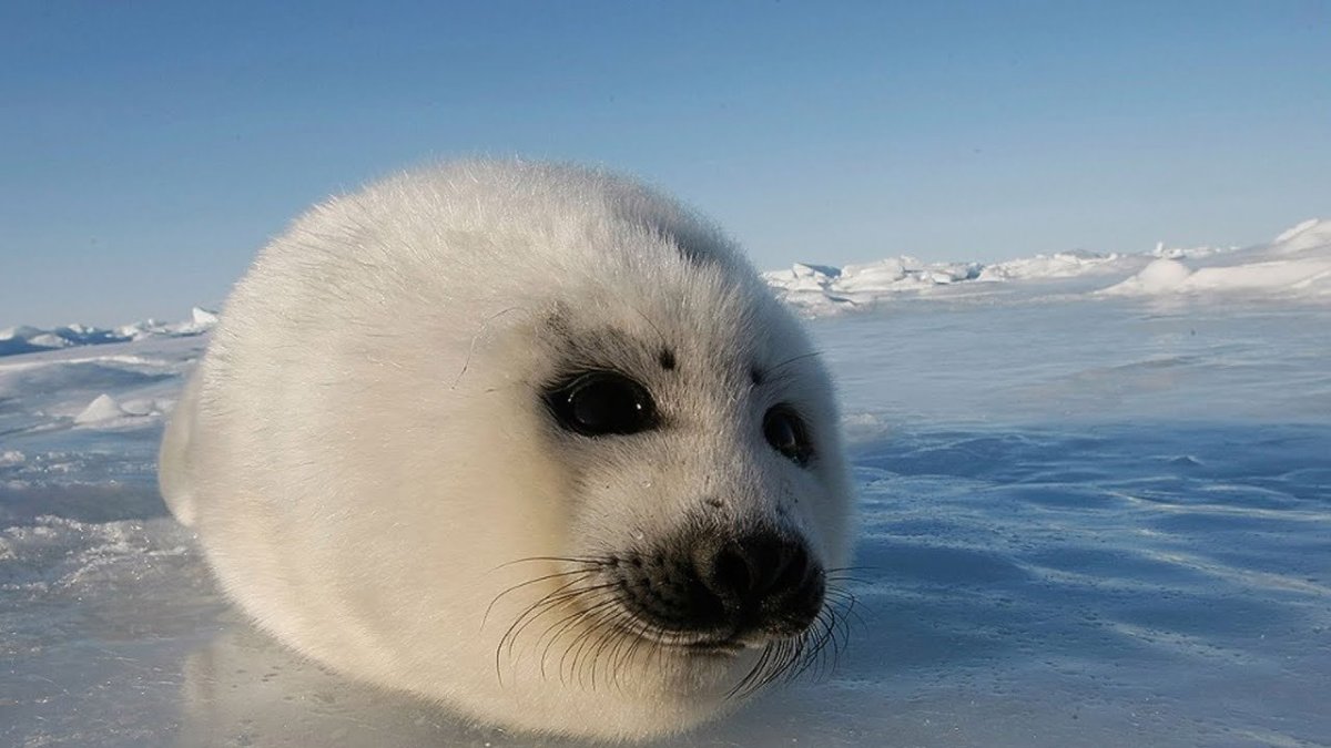 Северный морской котик детеныш