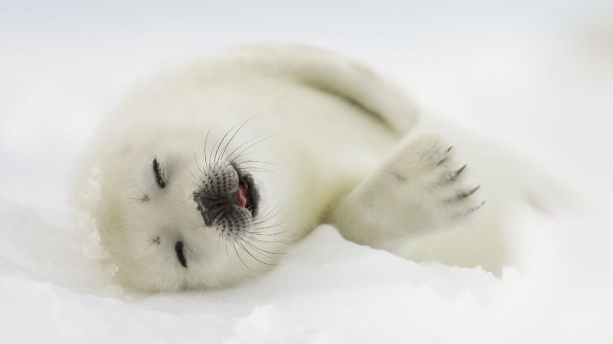 Морской тюлень