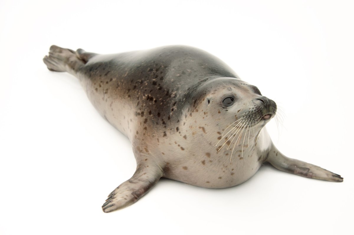 Беломорская Нерпа